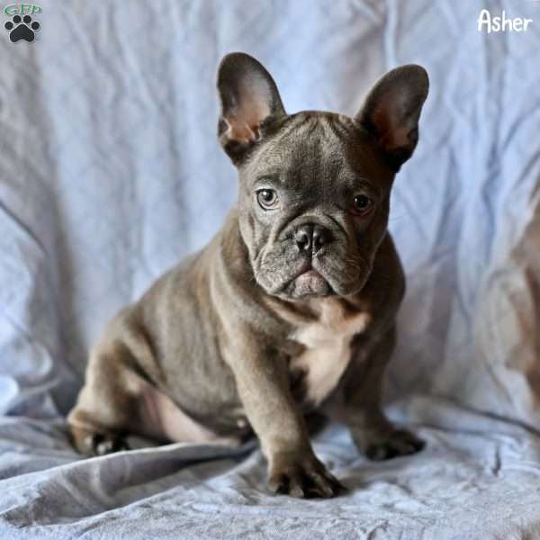 Asher, French Bulldog Puppy