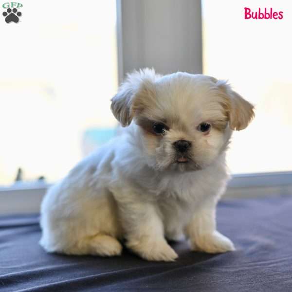 Bubbles, Shih Tzu Puppy