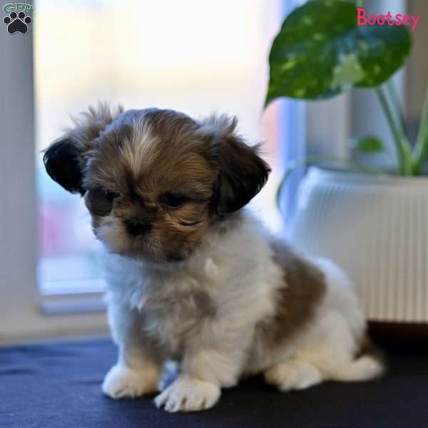 Bootsey, Shih Tzu Puppy