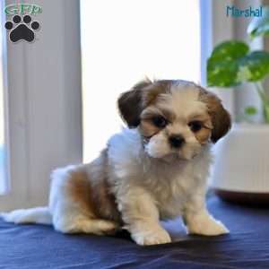 Marshal, Shih Tzu Puppy