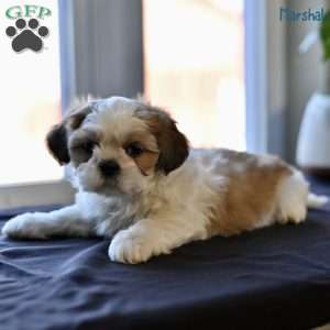 Marshal, Shih Tzu Puppy