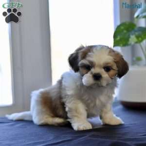 Marshal, Shih Tzu Puppy