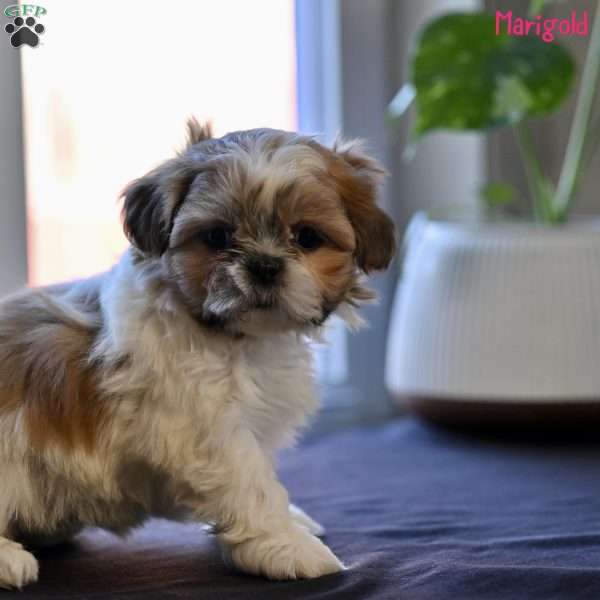 Marigold, Shih Tzu Puppy