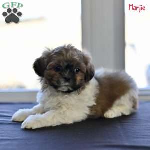 Marjie, Shih Tzu Puppy