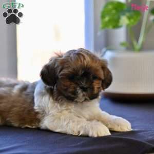 Marjie, Shih Tzu Puppy