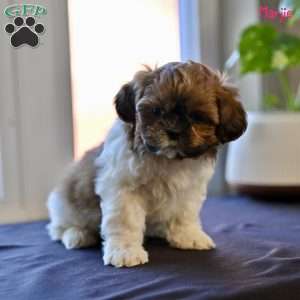 Marjie, Shih Tzu Puppy