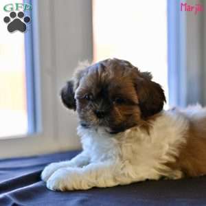 Marjie, Shih Tzu Puppy