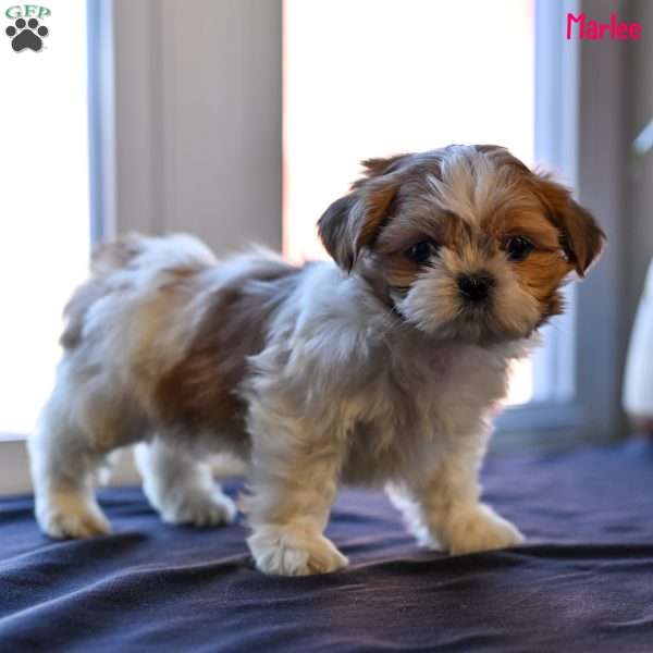 Marlee, Shih Tzu Puppy