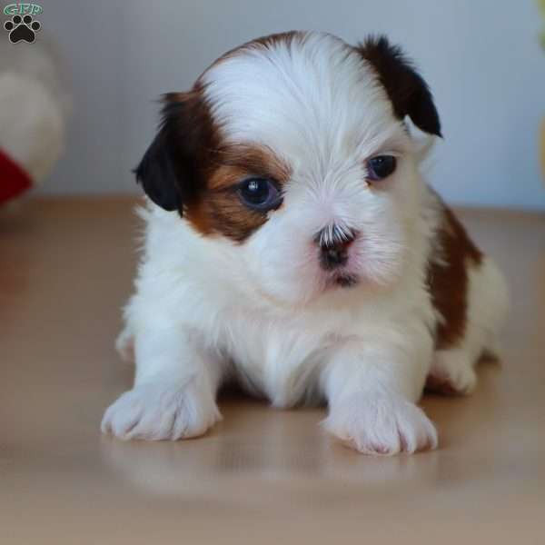 Gary, Shih Tzu Puppy