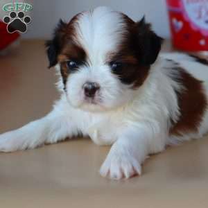 Gabe, Shih Tzu Puppy