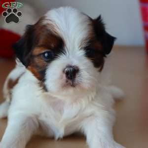 Gabe, Shih Tzu Puppy