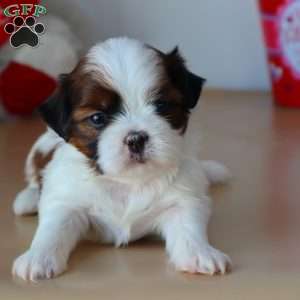 Gabe, Shih Tzu Puppy