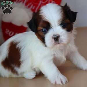 Gabe, Shih Tzu Puppy