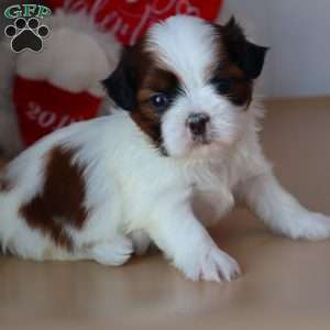 Gabe, Shih Tzu Puppy