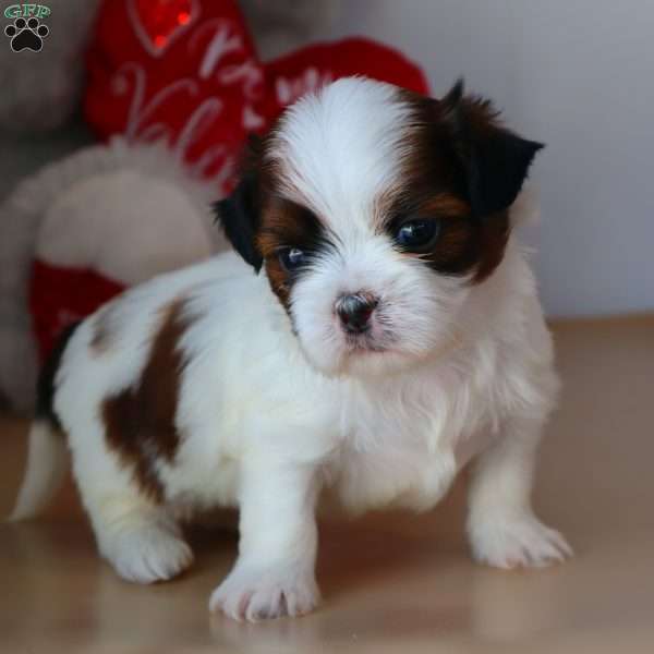 Gabe, Shih Tzu Puppy