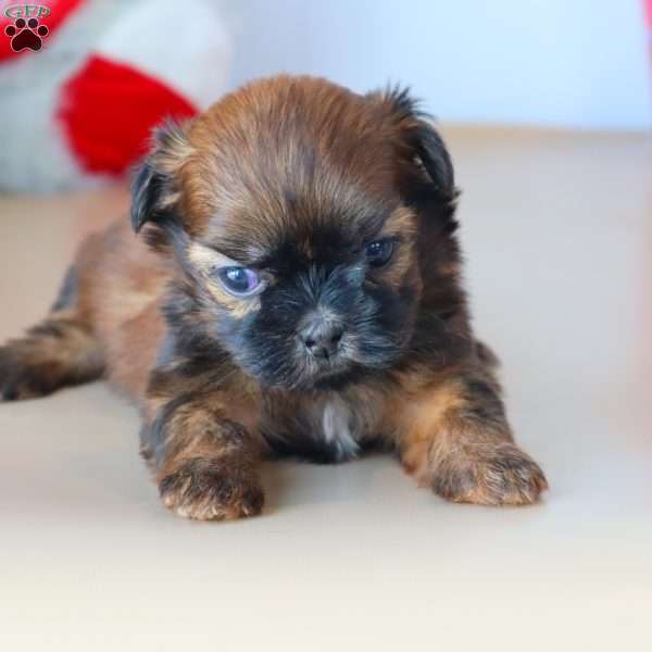 Girty, Shih Tzu Puppy