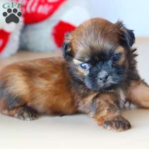 Girty, Shih Tzu Puppy