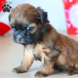 Girty, Shih Tzu Puppy