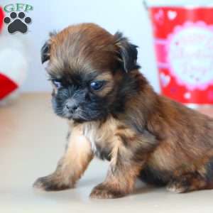 Girty, Shih Tzu Puppy