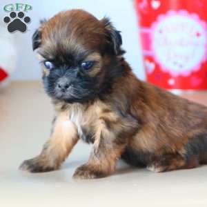 Girty, Shih Tzu Puppy