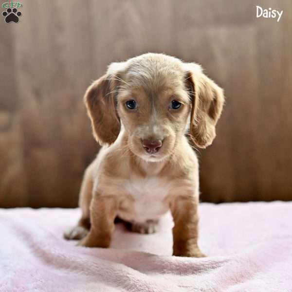 Daisy, Dachshund Puppy