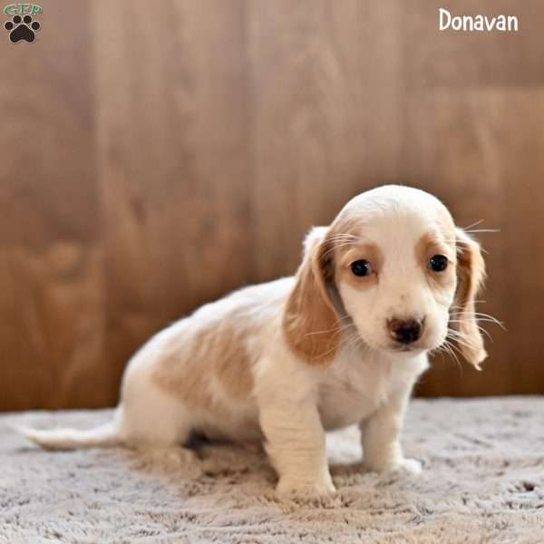 Donavan, Dachshund Puppy