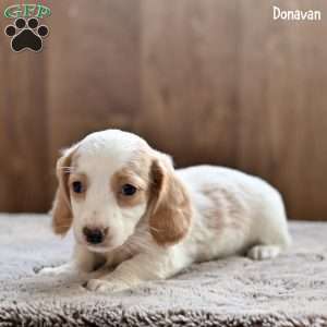 Donavan, Dachshund Puppy