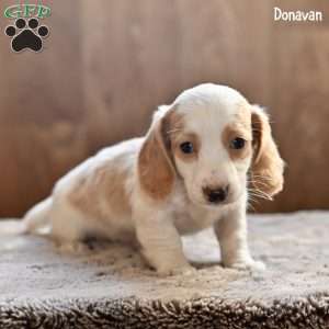 Donavan, Dachshund Puppy