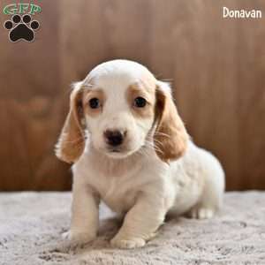 Donavan, Dachshund Puppy