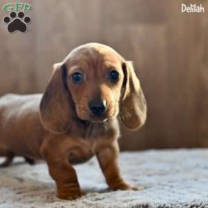 Delilah, Dachshund Puppy