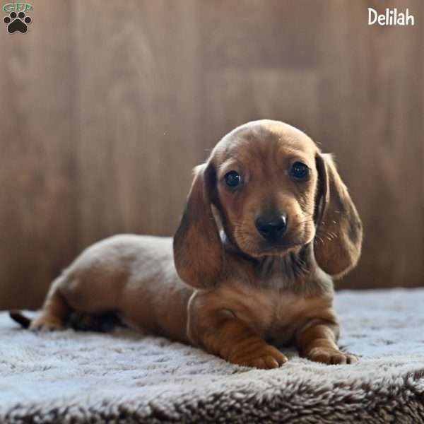 Delilah, Dachshund Puppy