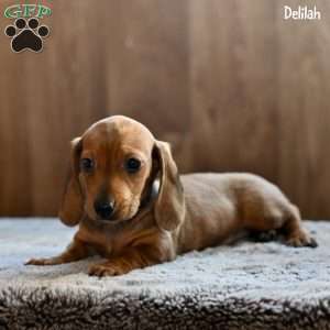 Delilah, Dachshund Puppy