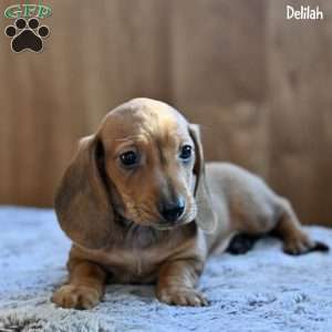 Delilah, Dachshund Puppy