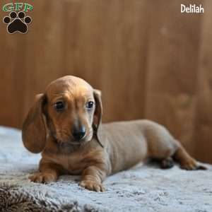 Delilah, Dachshund Puppy