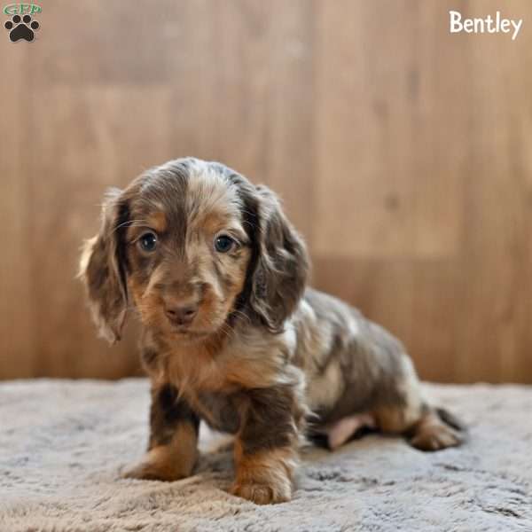 Bentley, Dachshund Puppy