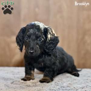 Brooklyn, Dachshund Puppy