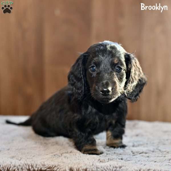 Brooklyn, Dachshund Puppy