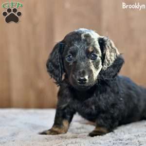 Brooklyn, Dachshund Puppy