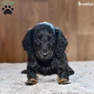 Brooklyn, Dachshund Puppy