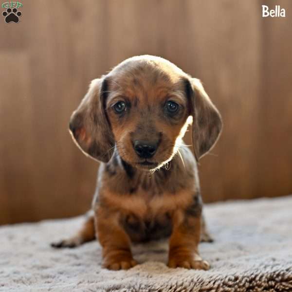 Bella, Dachshund Puppy