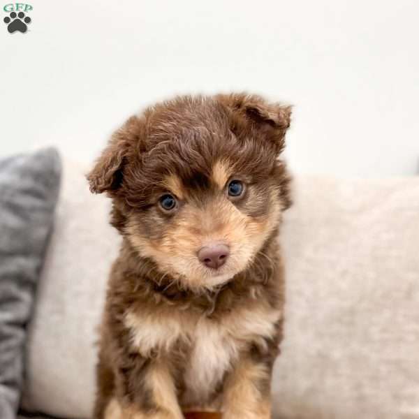 Rusty, Mini Aussiedoodle Puppy