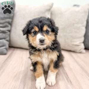 Jasper, Mini Aussiedoodle Puppy