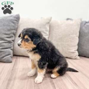 Jasper, Mini Aussiedoodle Puppy