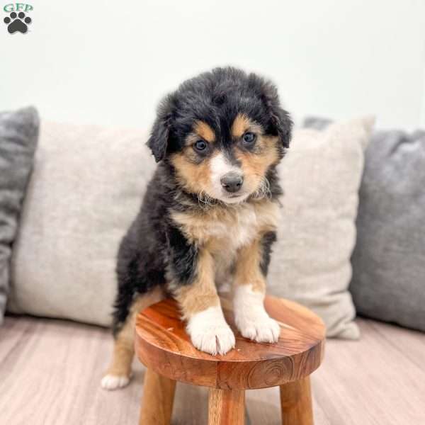 Jasper, Mini Aussiedoodle Puppy