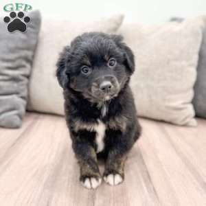 Zack, Mini Aussiedoodle Puppy