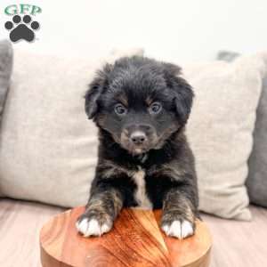 Zack, Mini Aussiedoodle Puppy