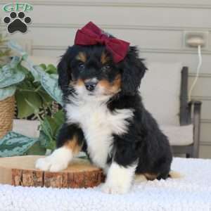 Rosa, Mini Bernedoodle Puppy