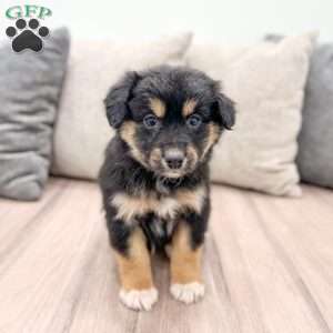 Oreo, Mini Aussiedoodle Puppy