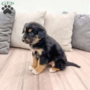 Oreo, Mini Aussiedoodle Puppy