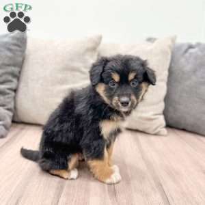 Oreo, Mini Aussiedoodle Puppy